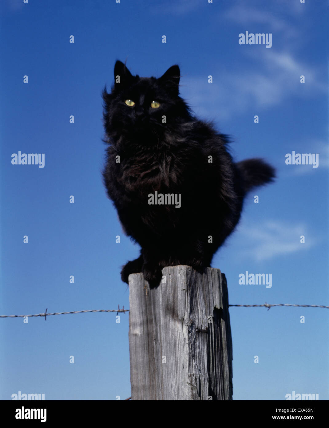Long hair black cat hi-res stock photography and images - Alamy