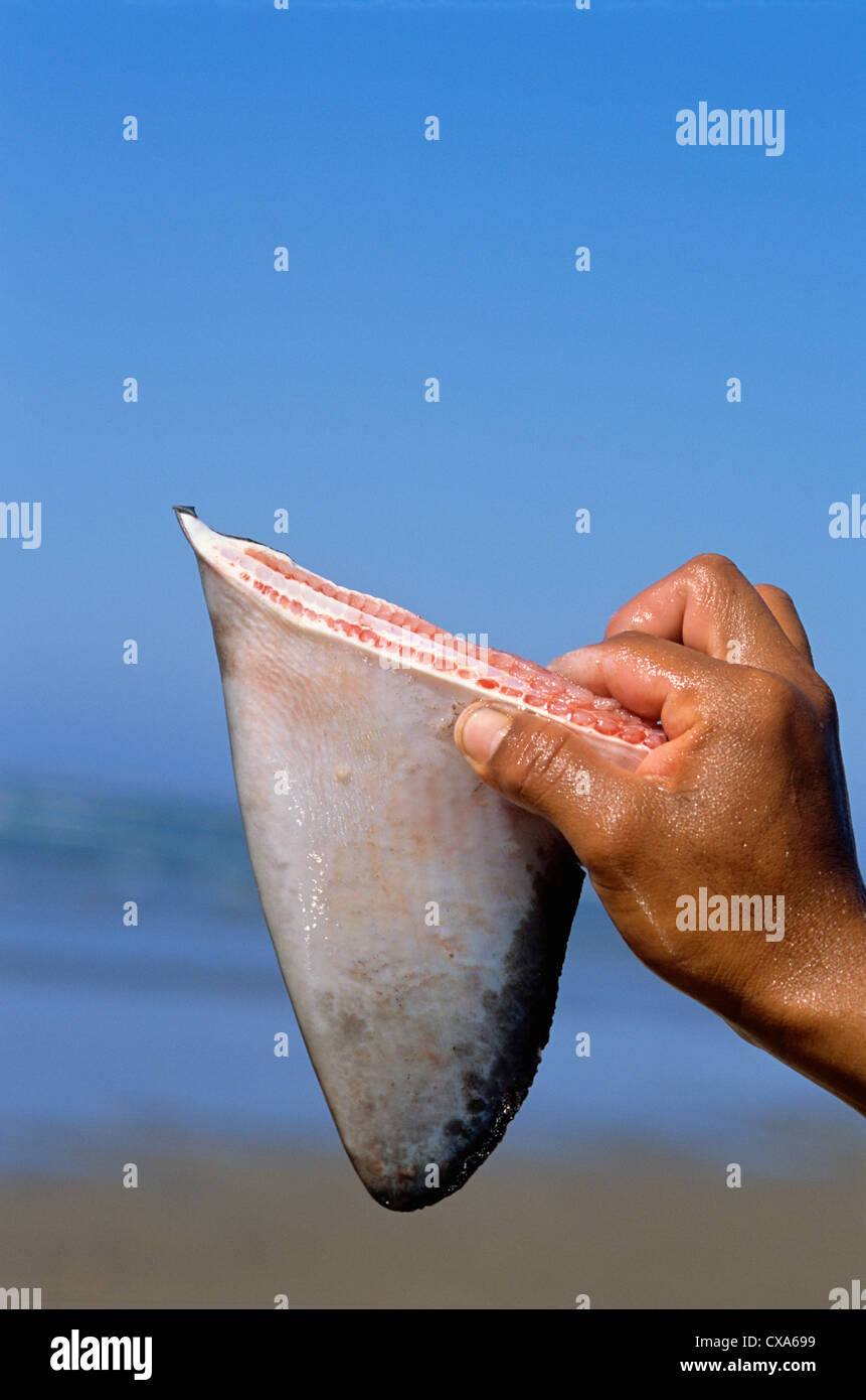 Shark fin hi-res stock photography and images - Alamy