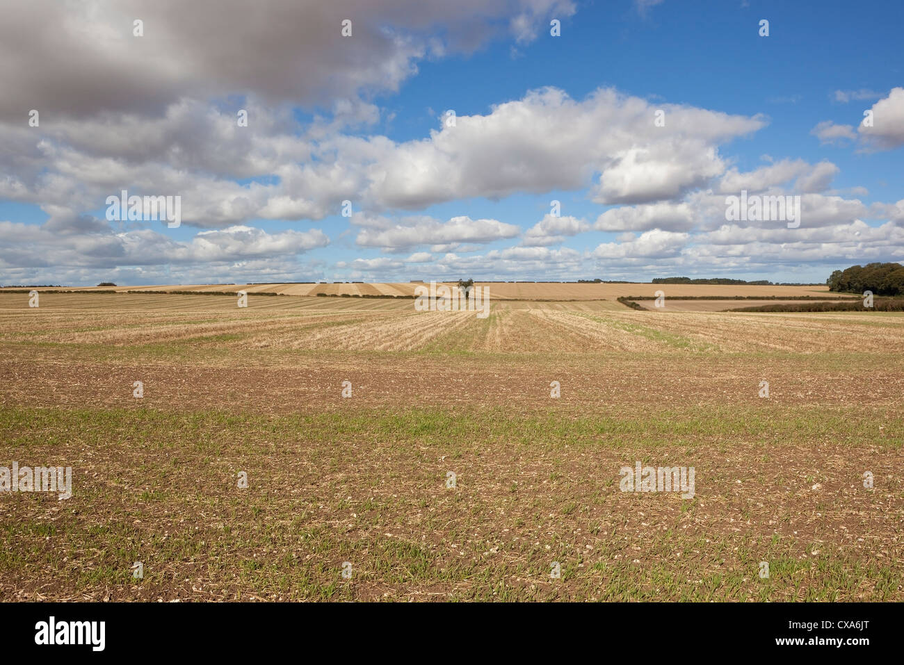 Newly sown crops at harvest time in the scenic Yorkshire wolds england under a cloudy blue sky Stock Photo