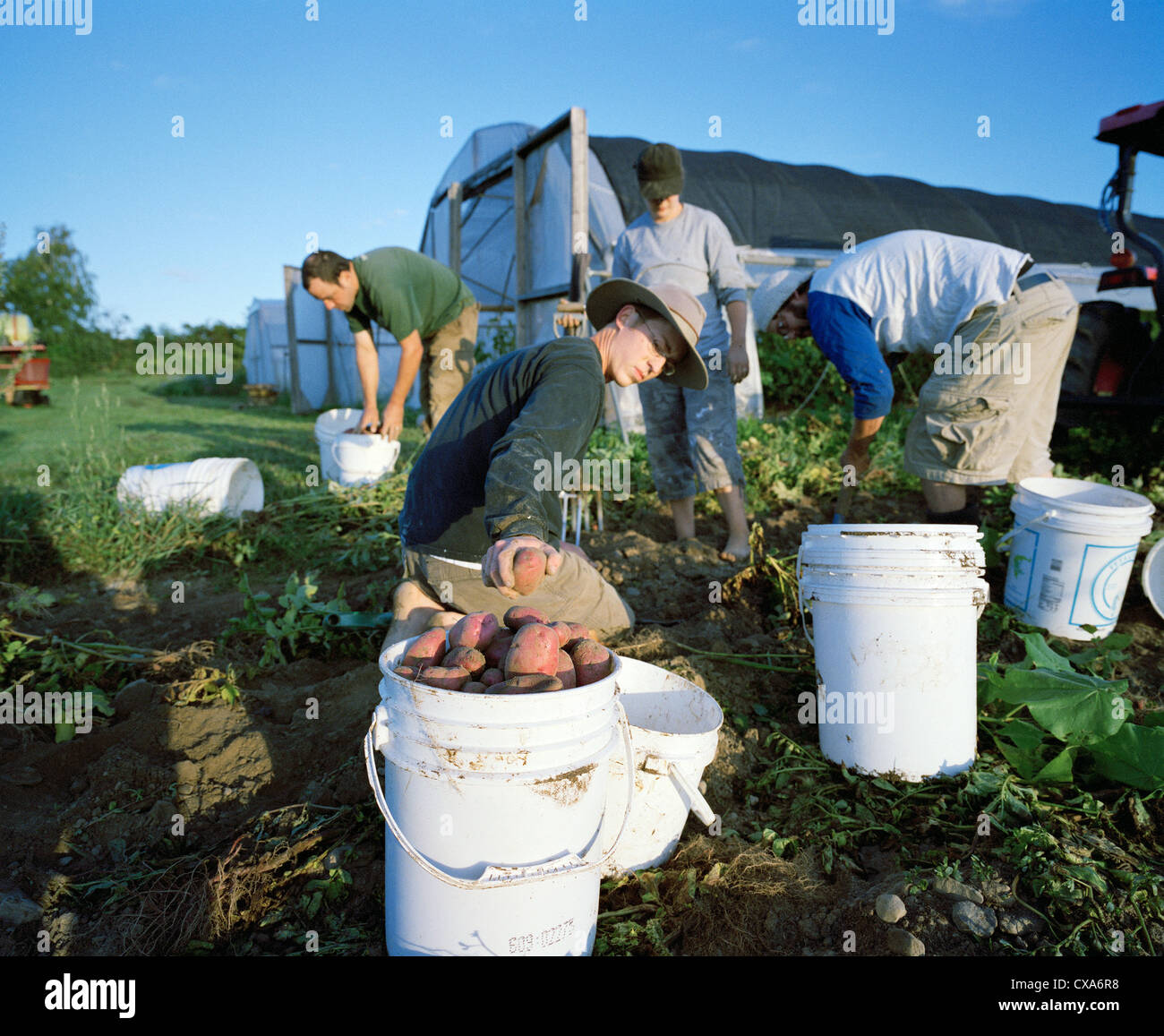 Employees help out with the potato harvest at EcoVillage in Ithaca, New