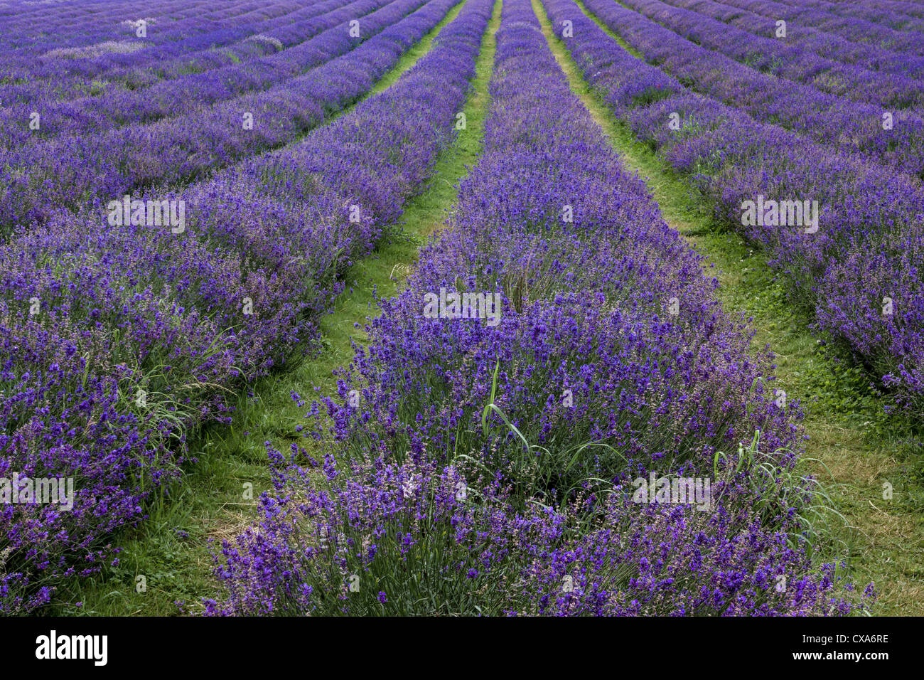 A field of lavender plants in rows in Surrey. Stock Photo