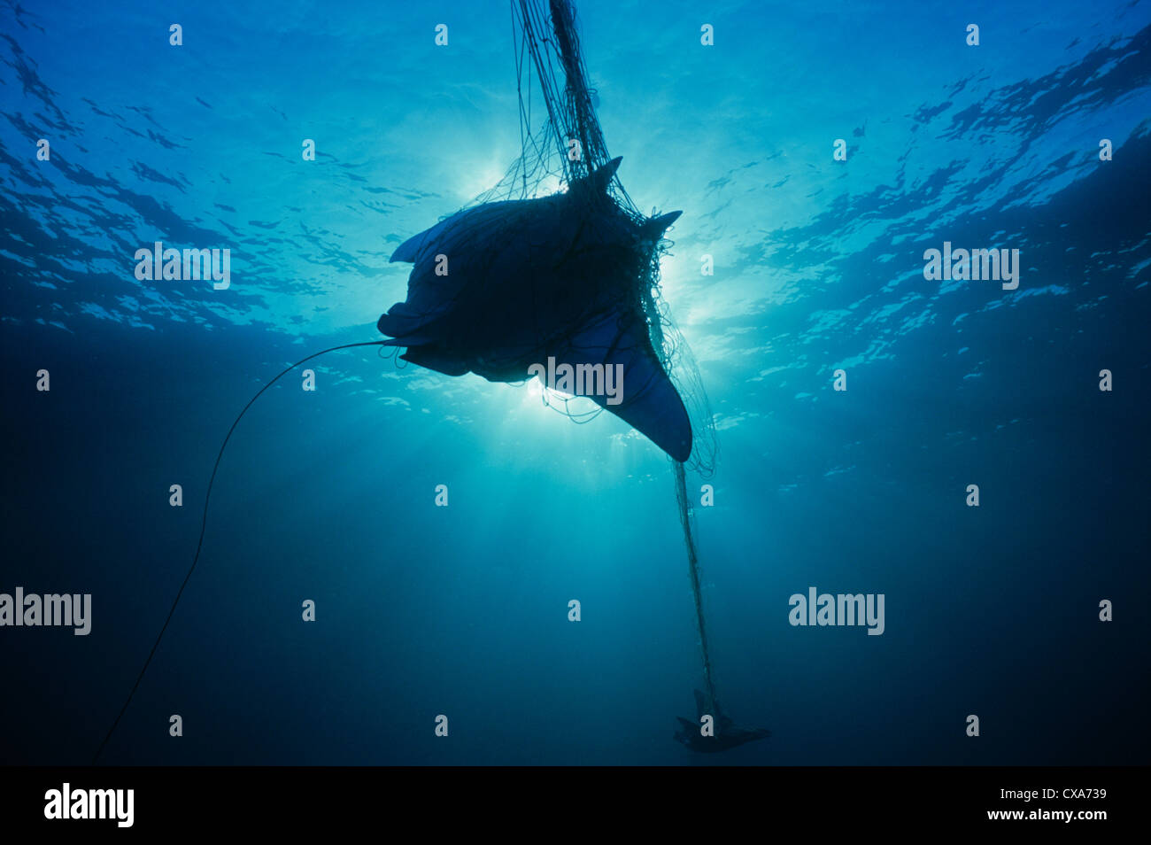 Manta Ray (Manta birostris) caught in gill net. Huatabampo, Mexico, Sea of Cortez, Pacific Ocean Stock Photo