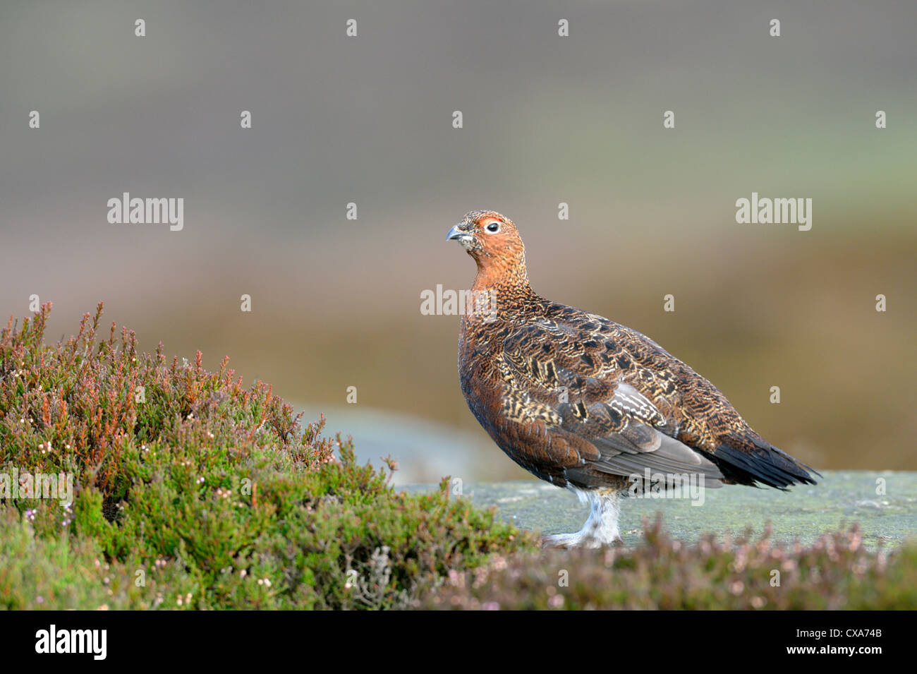 Red Grouse (Lagopus lagopus scoticus) Stock Photo