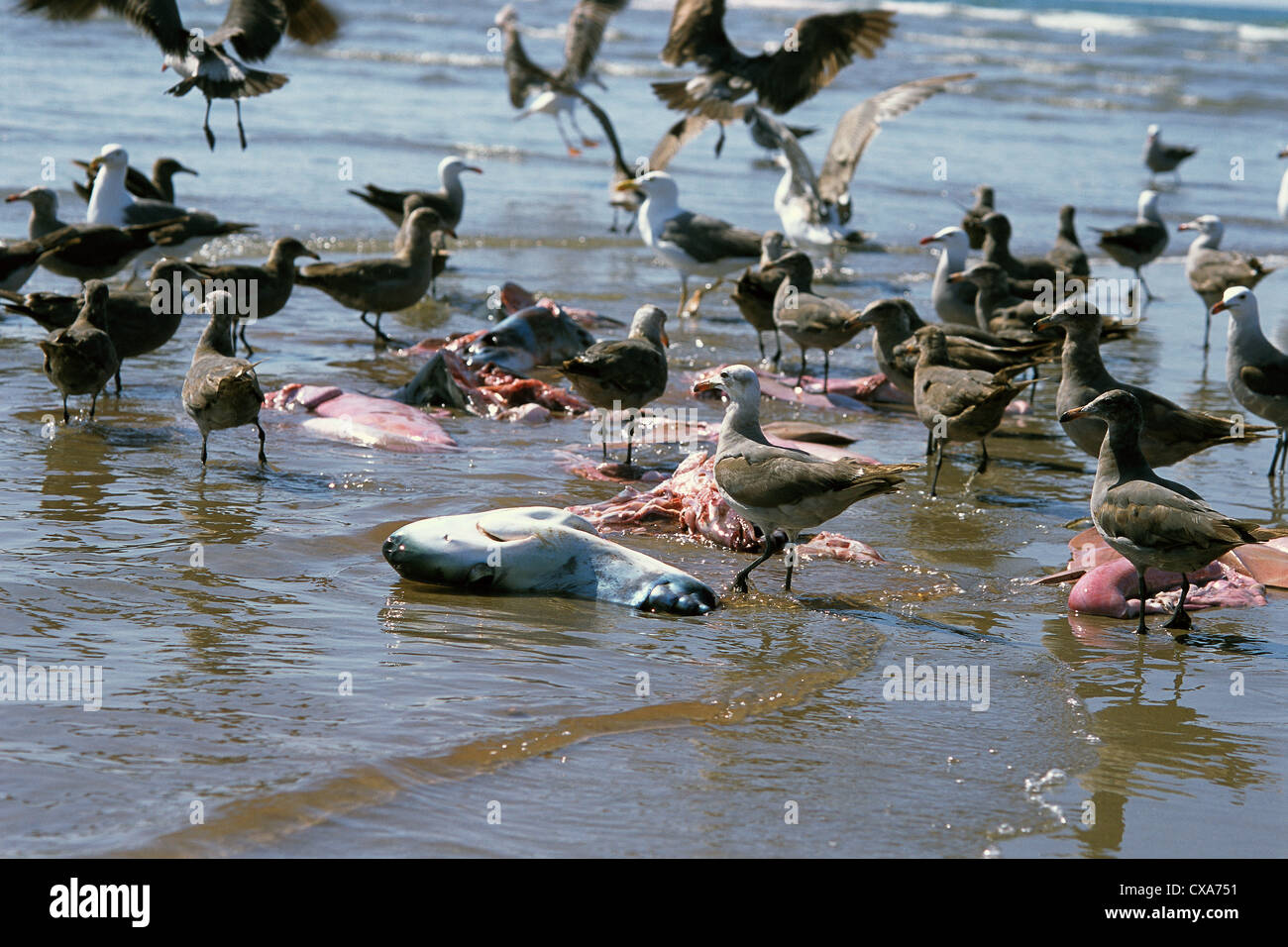 Birds Scavenge Remains of Thresher Shark (Alopias vulpinus). Huatampo, Mexico. Gulf of California, Pacific Ocean Stock Photo