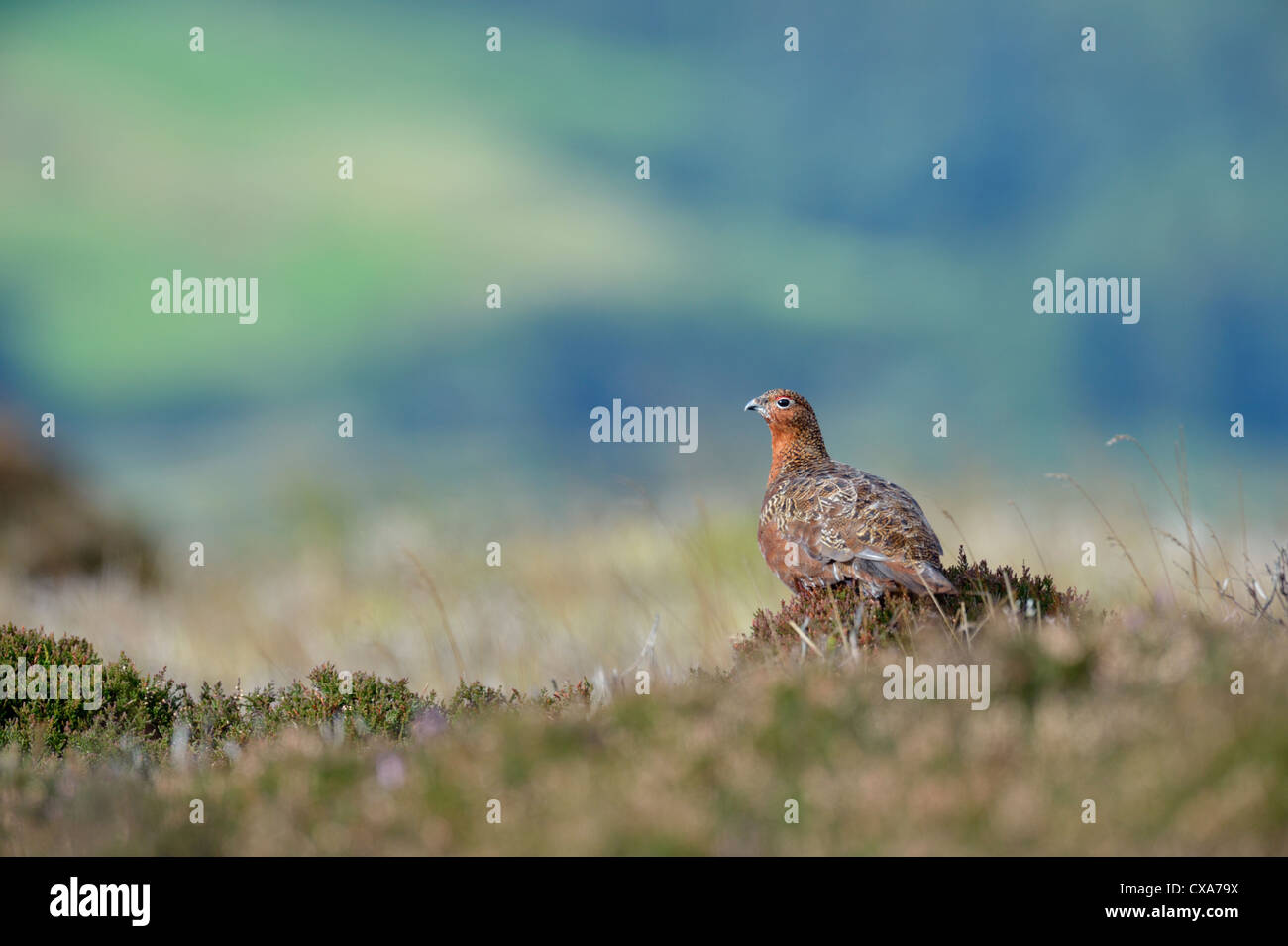 Red Grouse (Lagopus lagopus scoticus) Stock Photo