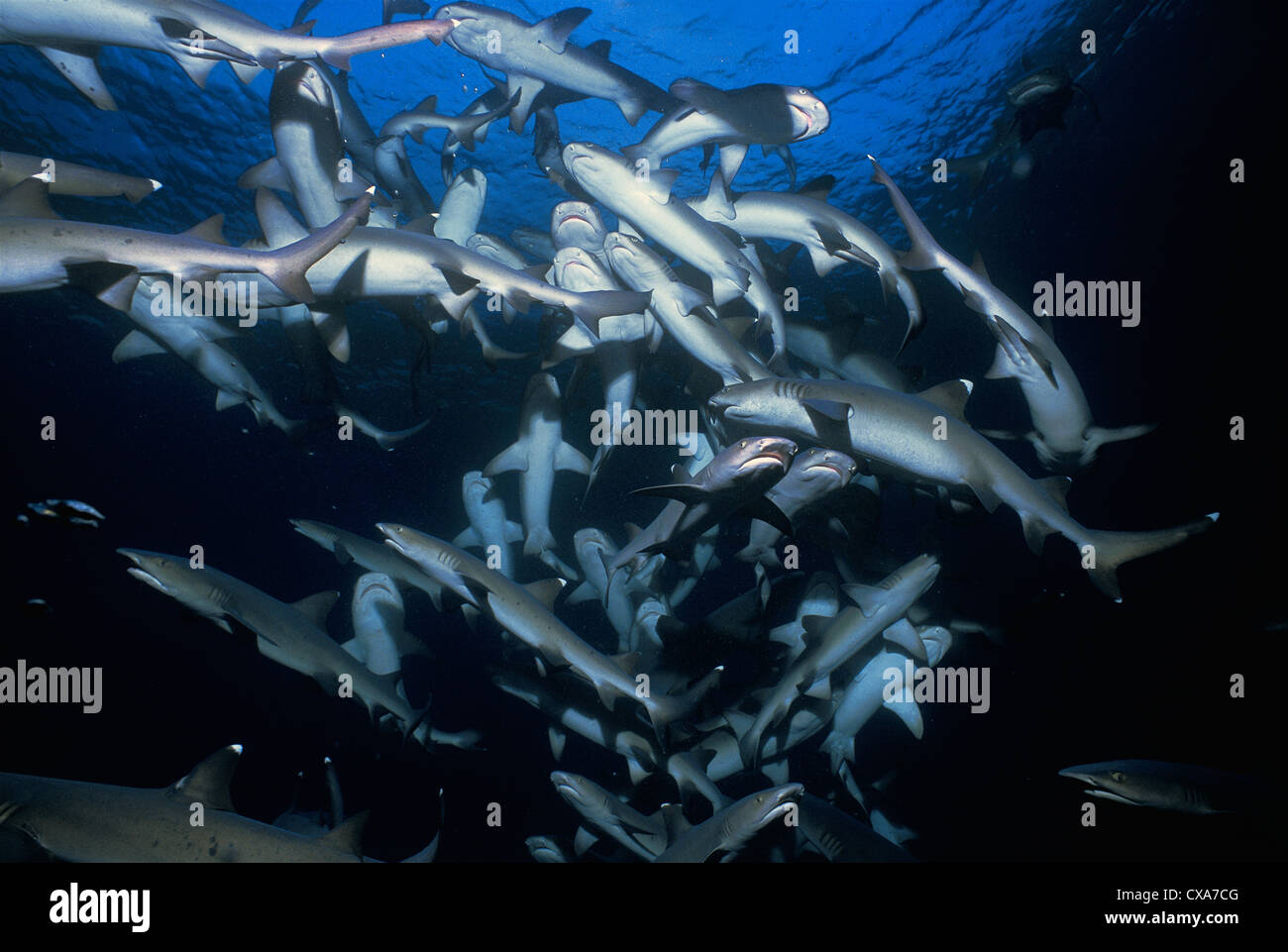 Spiral column of Whitetip Reef Sharks (Triaenodon obesus) following scent trail in water column, Cocos Island, Costa Rica Stock Photo