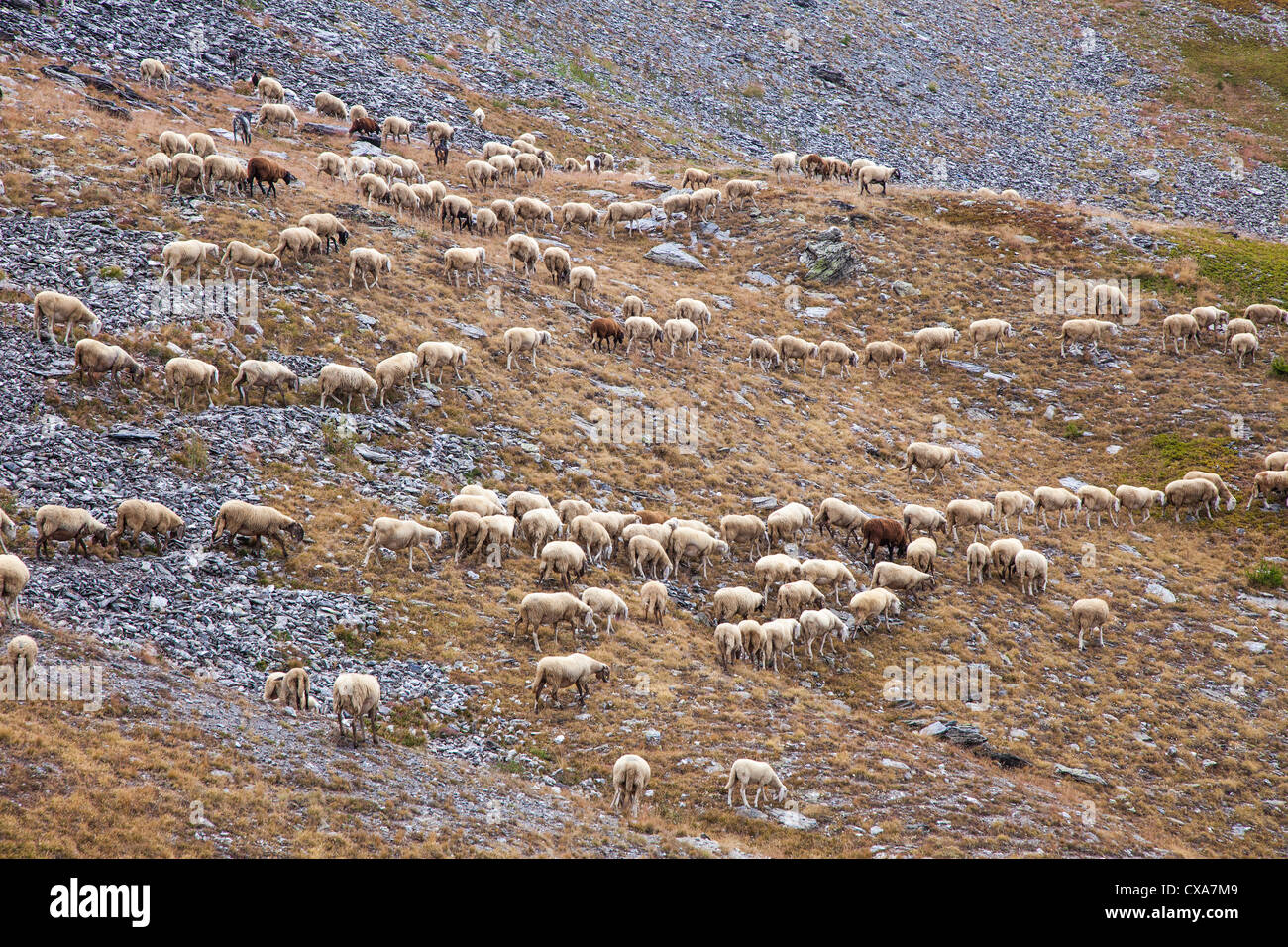 Sheep on the mountain summer pastures near Sestriere, Italy Stock Photo