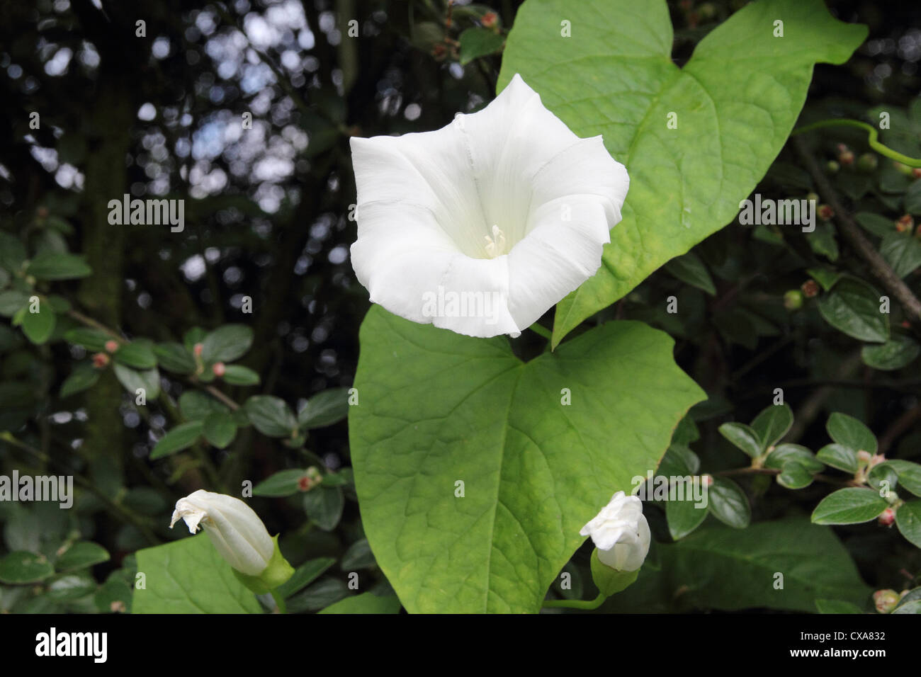 Hedge Bindweed ( Calystegia sepium ) in flower, UK Stock Photo