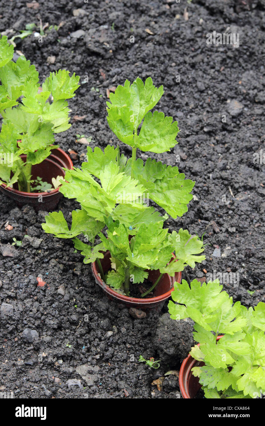 Row of Celery Plants ( Apium graveolens ) Growing in a Vegetable Garden