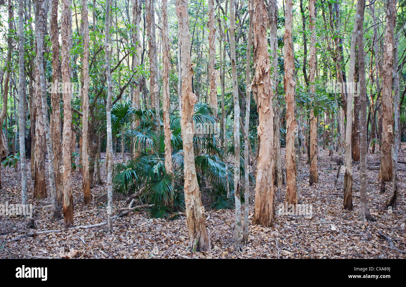 Paperbark trees australia hires stock photography and images Alamy