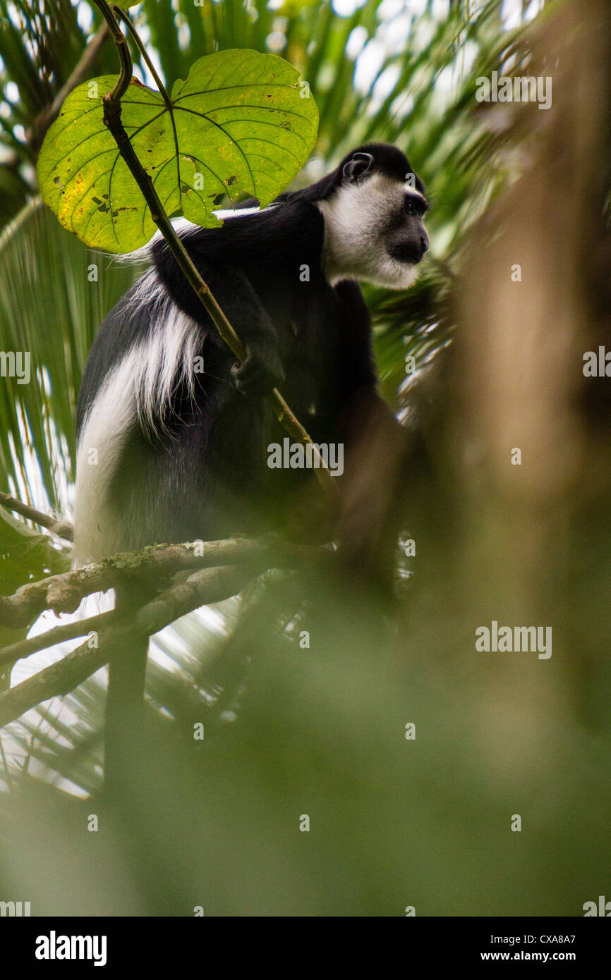 Black and White Colobus, Uganda. In the tree top with nicely backlit leaves. Stock Photo
