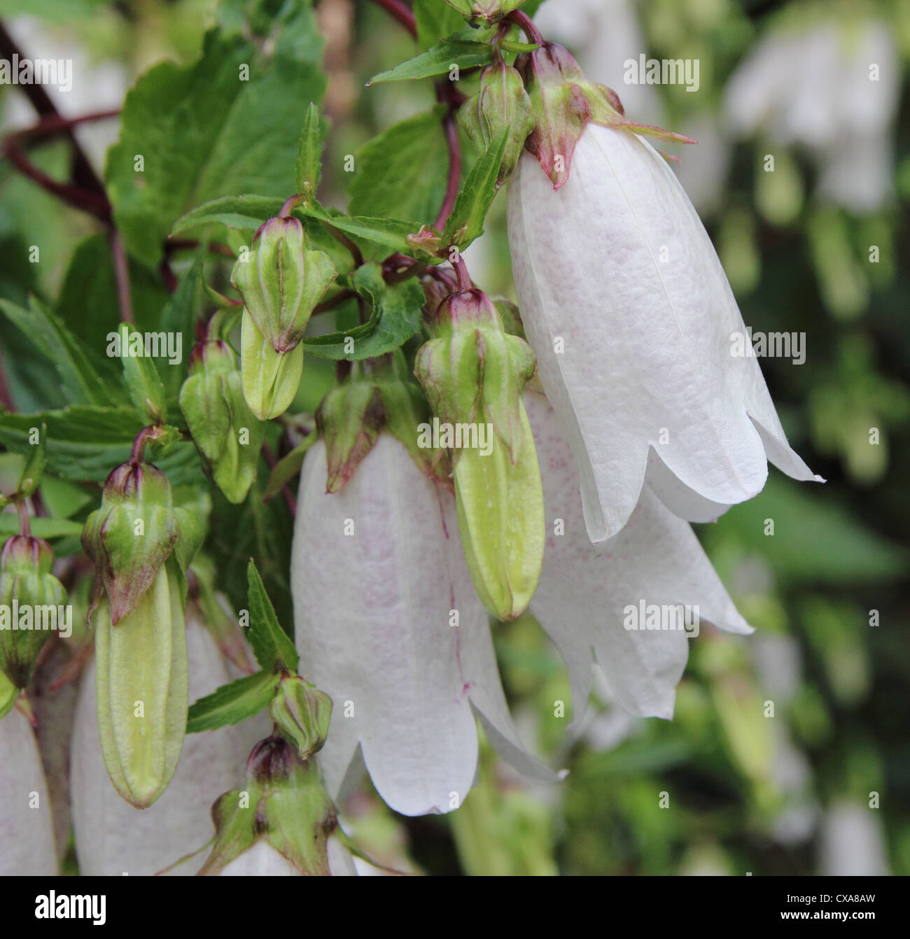 Campanula punctata 'albiflora' in flower Stock Photo