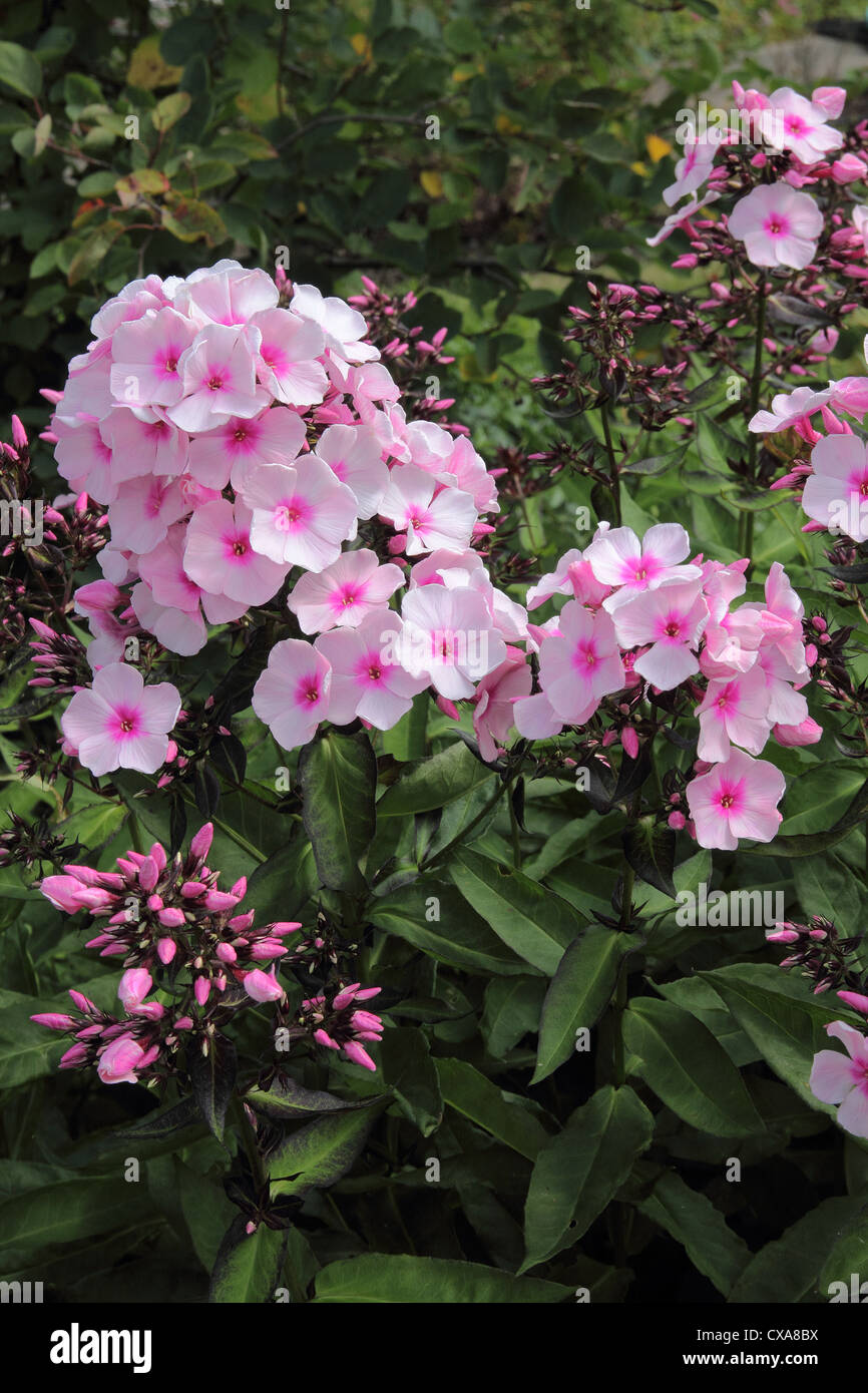 Phlox paniculata cultivar 'Bright Eyes' Stock Photo