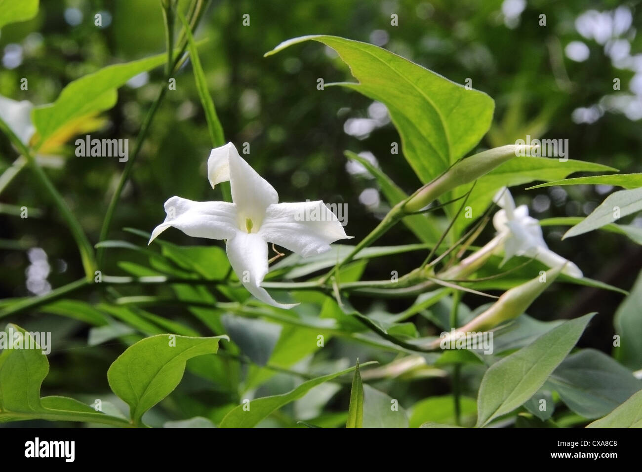 Common White Jasmine ( Jasminum officinale ), UK Stock Photo