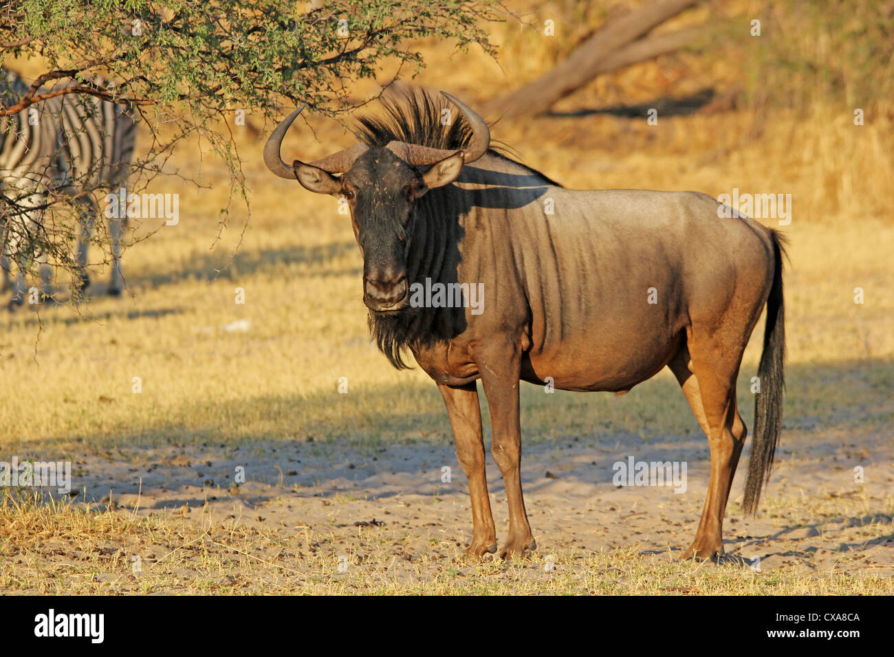 botsuana wildebeest Stock Photo