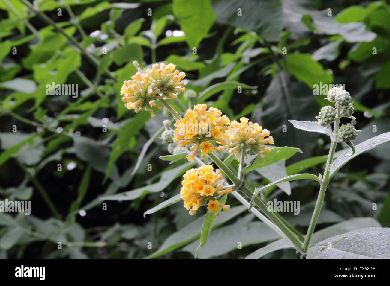 Buddleia Flower Close Up Stock Photos Buddleia Flower Close Up