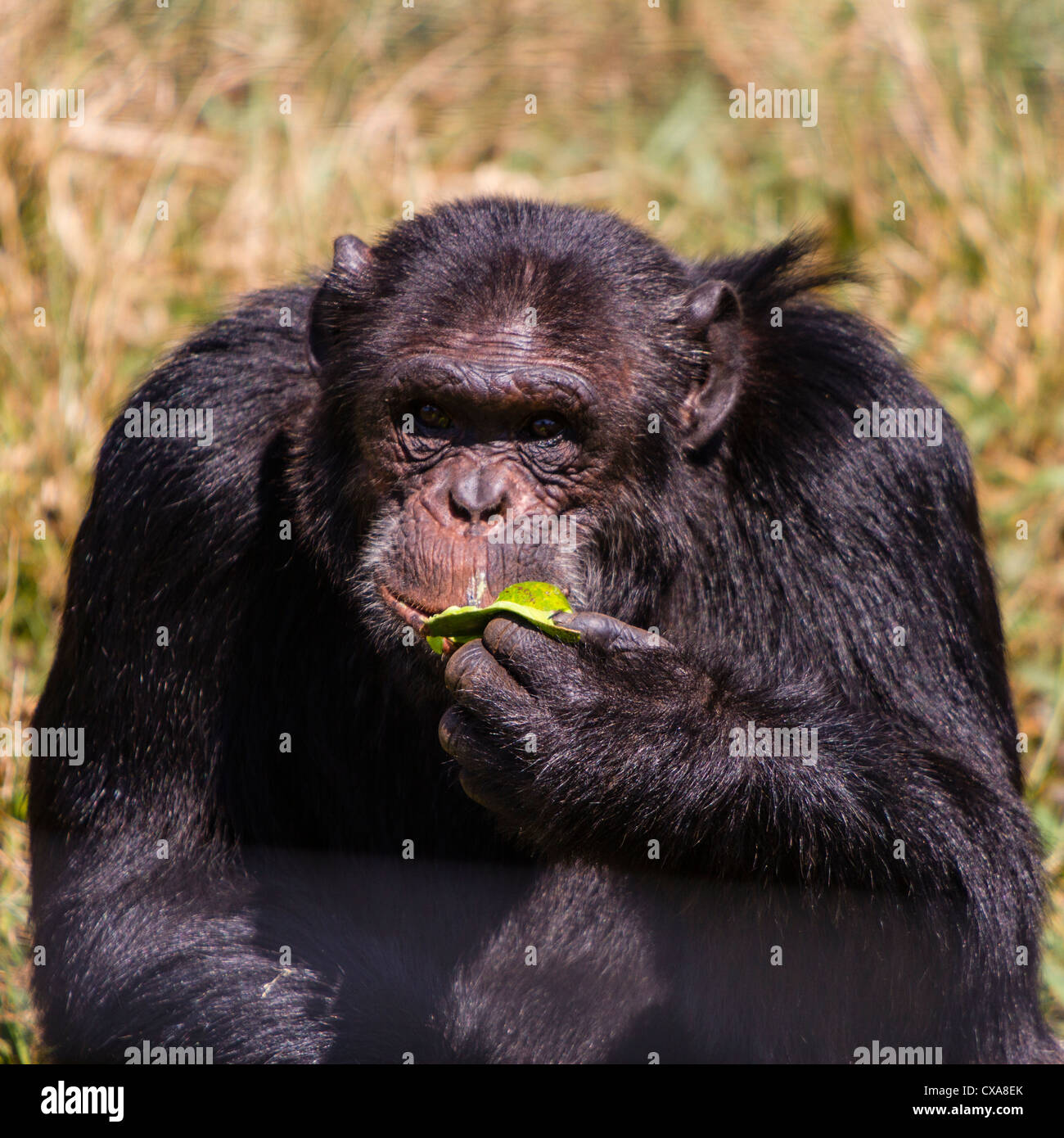 Chimpanzee, Ngoma Island Sanctuary, Uganda Stock Photo