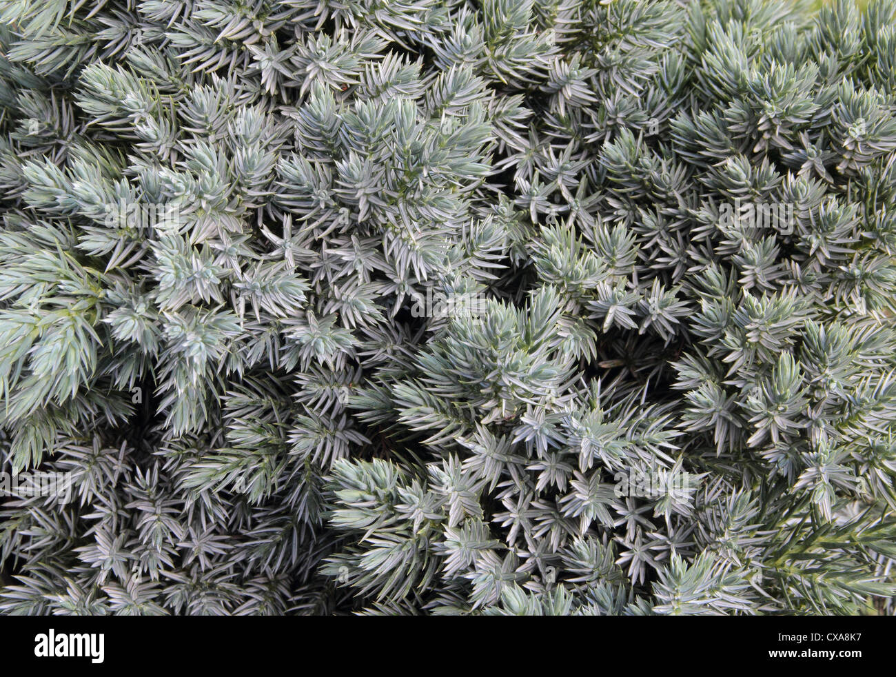 Juniper ( Juniperus squamata ) cultivar 'Blue Star' Stock Photo