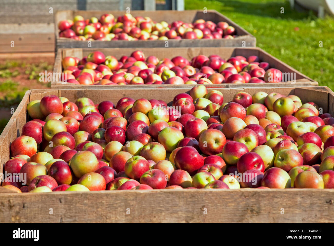 The fresh picked apple harvest in wooden bins on the farm Stock Photo