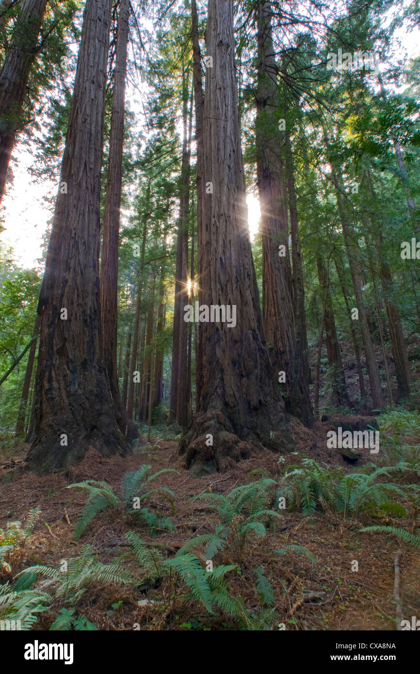Towering redwood trees in California. Stock Photo