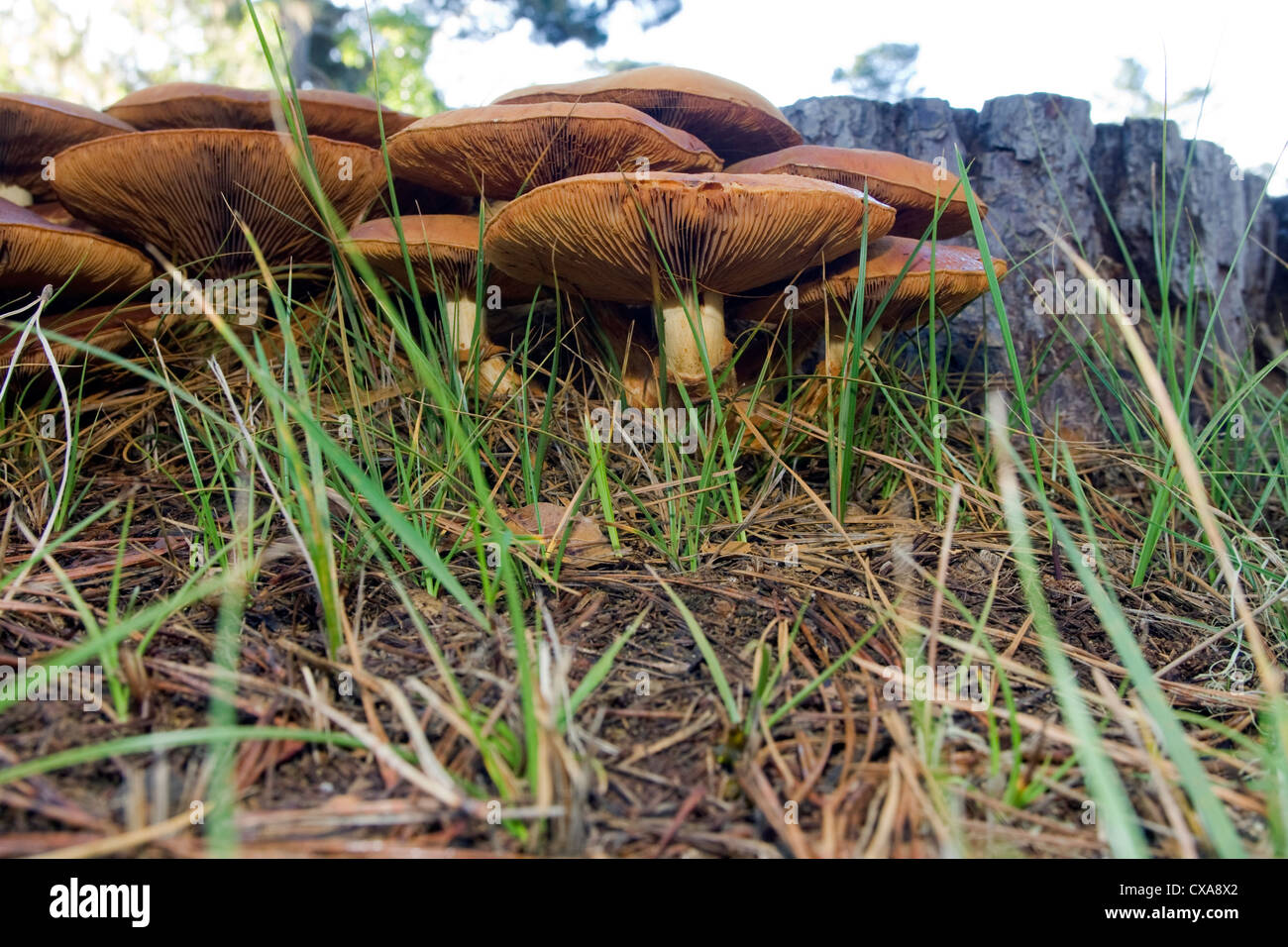 Wild mushrooms in California Stock Photo Alamy