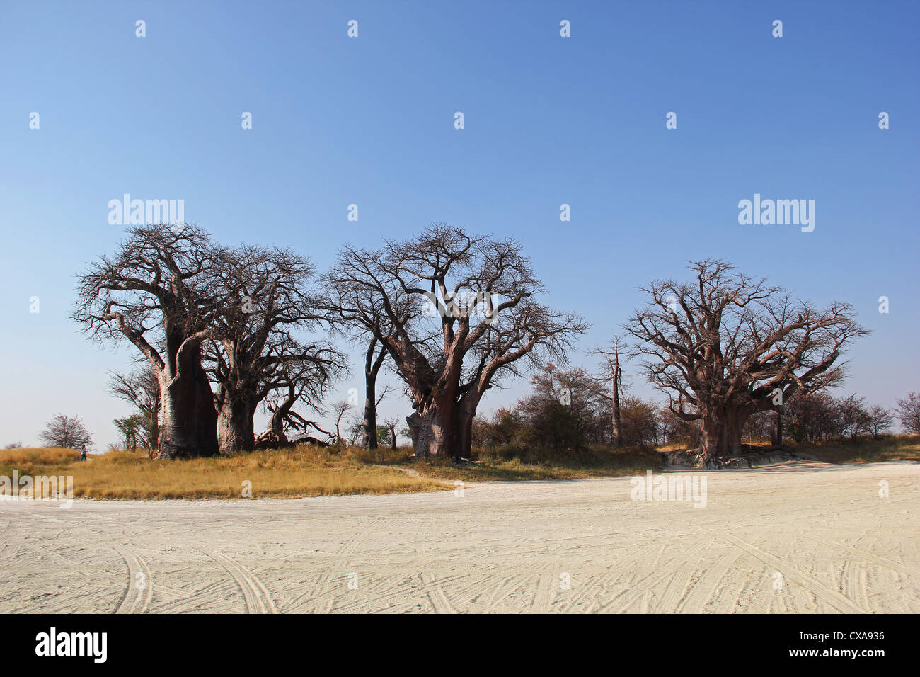 baine's baobabs botsuana Stock Photo
