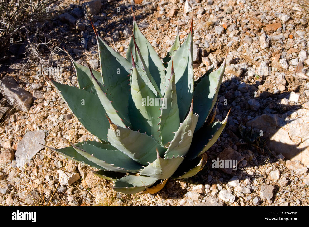 Agave Plant or Century Plant, Mojave Desert, California. Stock Photo