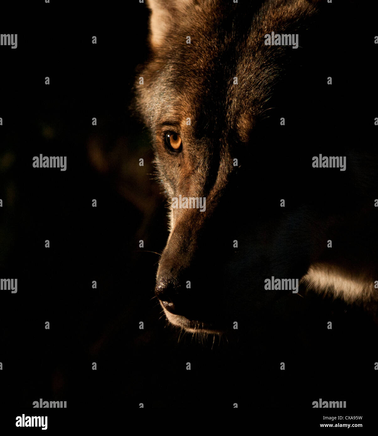 European grey wolf (close-up) Stock Photo