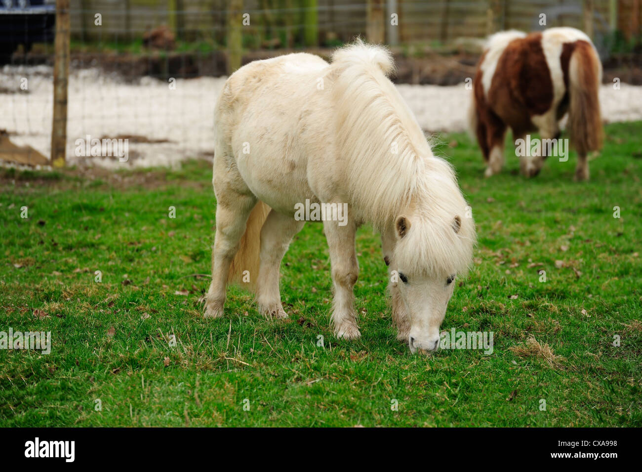 pony in a country park Stock Photo