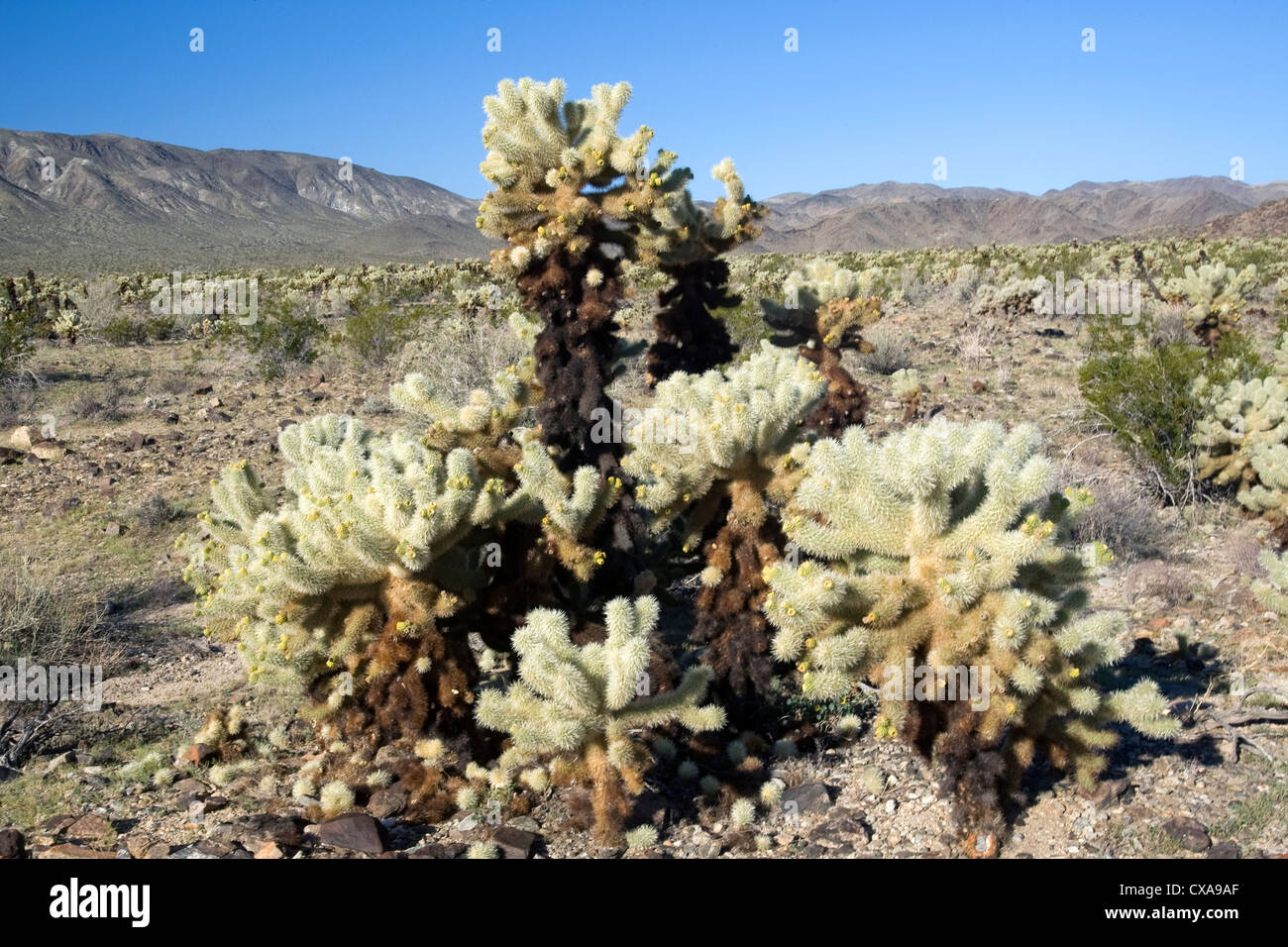 Teddy bear cholla cactus (Opuntia bigelovii) in Joshua Tree National Park, California. Stock Photo