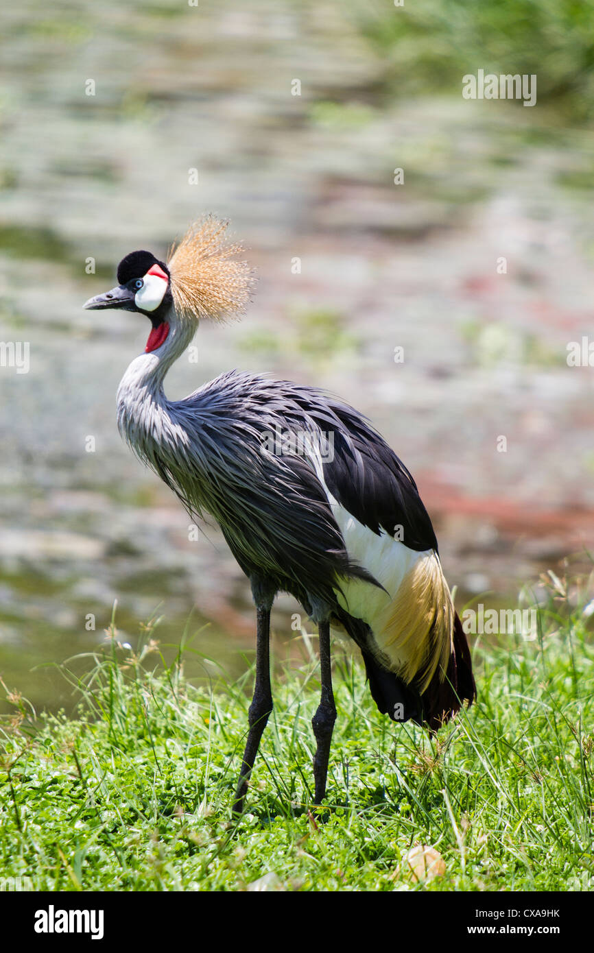 the-grey-crowned-crane-is-the-national-bird-of-uganda-this-bird-was