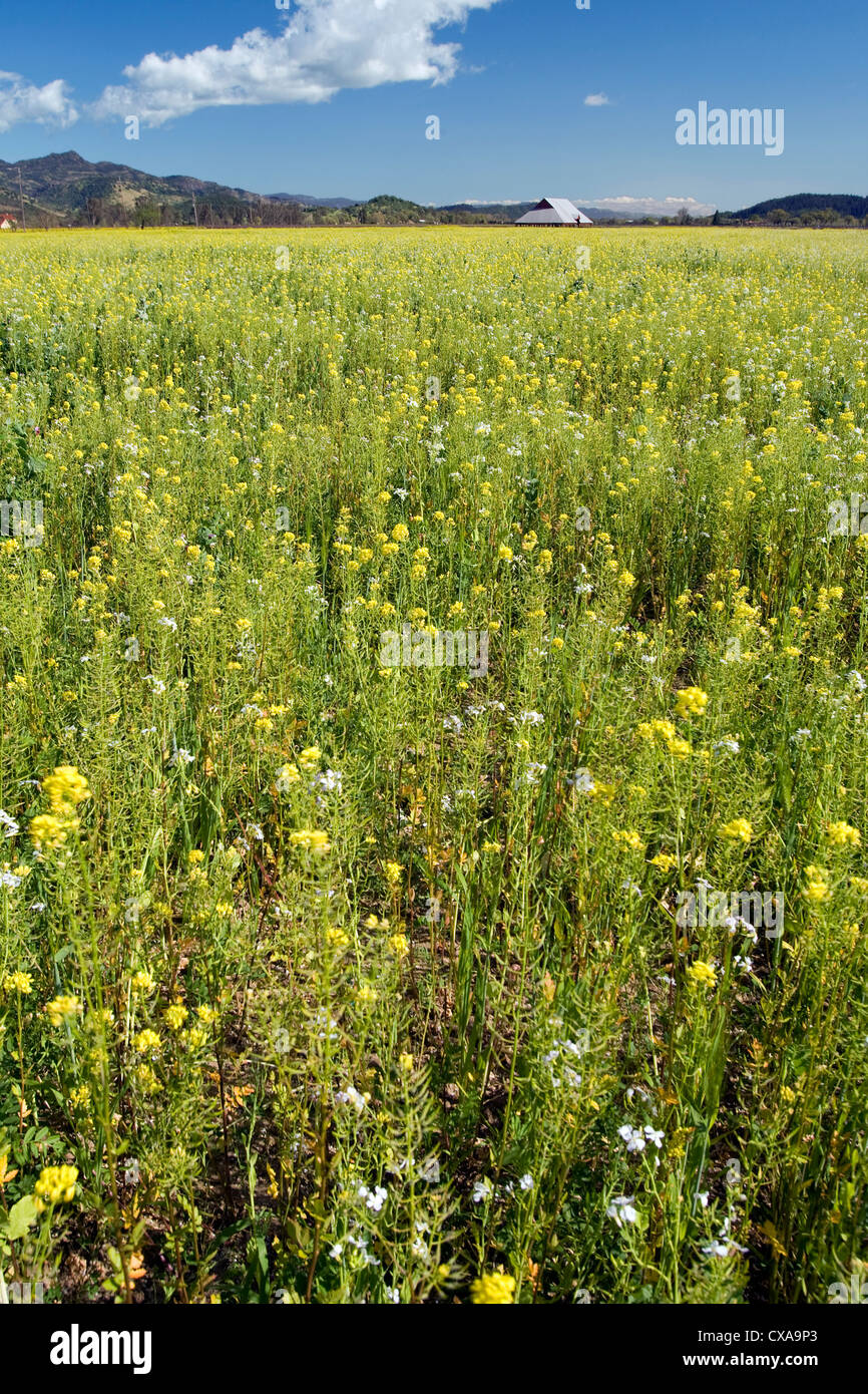 Wild mustard blooms in California. Stock Photo