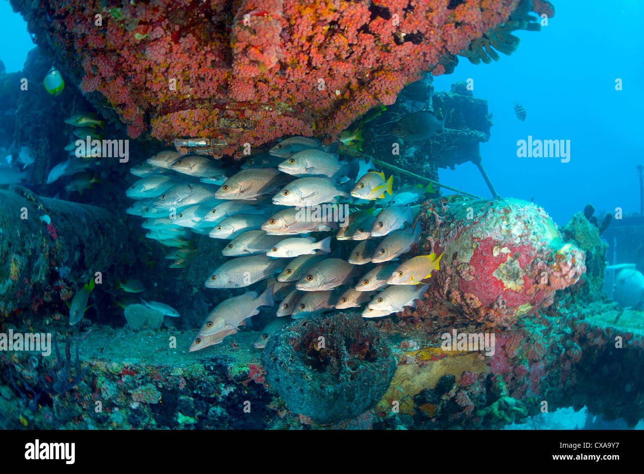 Fish school around the base of the Aquarius Research Station in the Florida Keys National Marine Sanctuary. Stock Photo