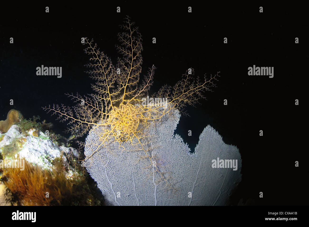 A basket star rests on a sea fan coral on a night dive at Roatan, off the coast of Honduras. Stock Photo