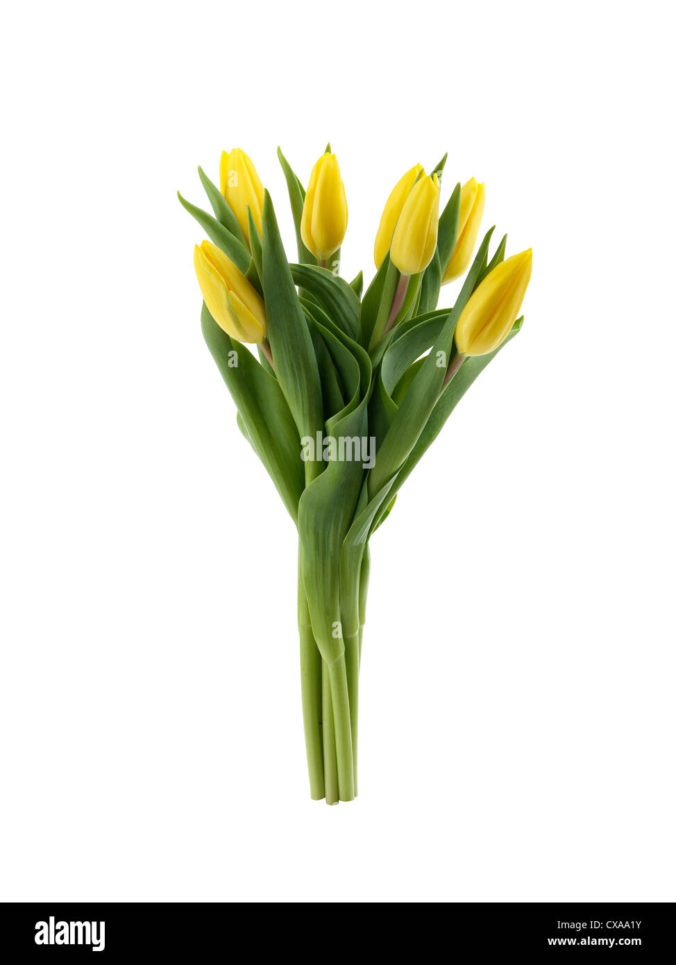 yellow tulips on isolated white background Stock Photo - Alamy