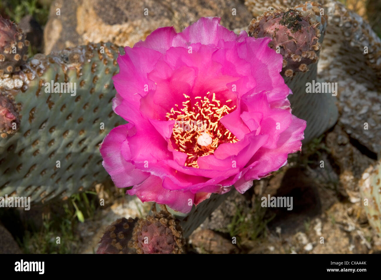 A beavertail prickly pear cactus in bloom. Stock Photo
