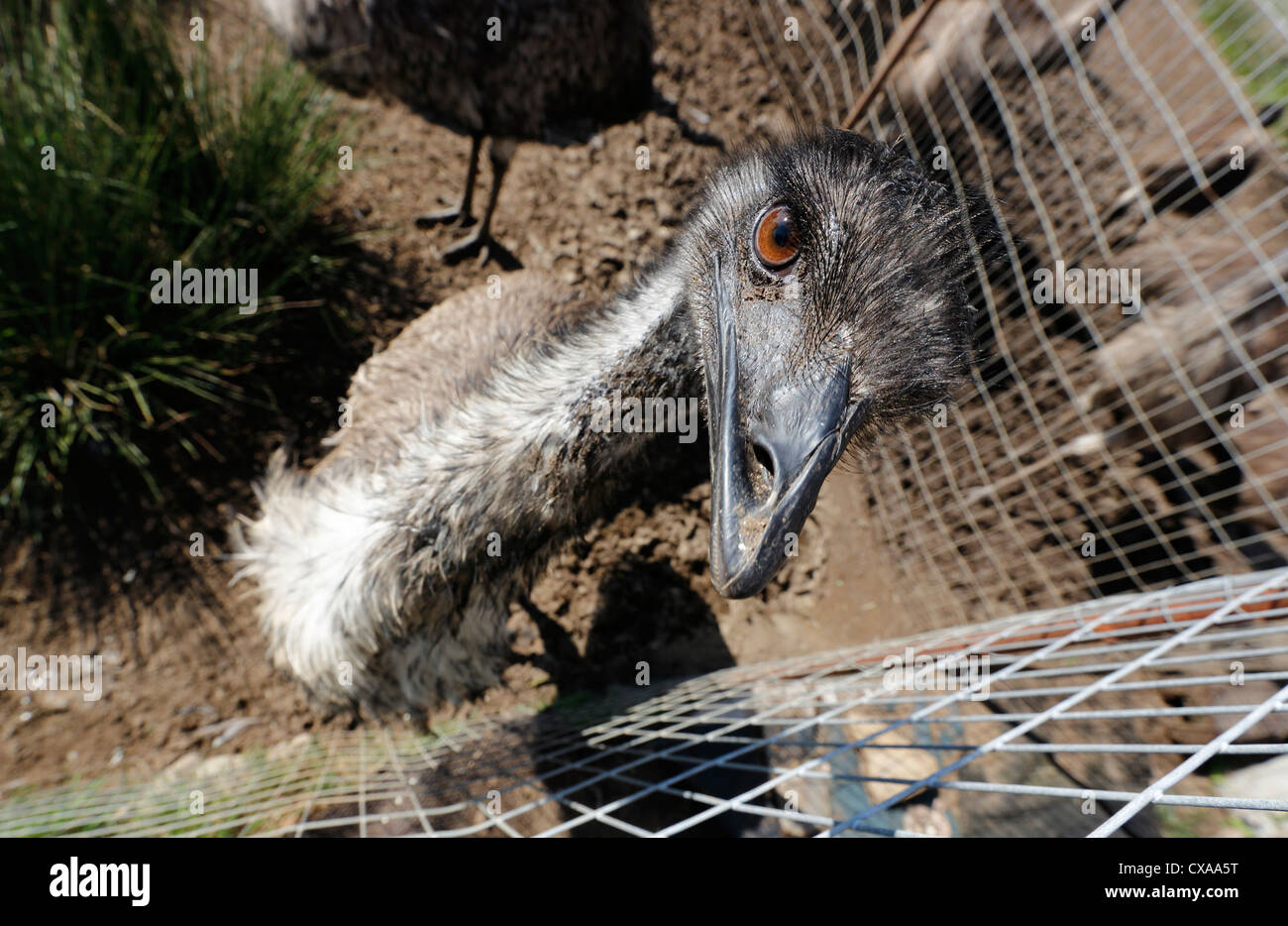 Ocean Breeze Emu Farm, Gulliver's Cove, Nova Scotia, Canada Stock Photo