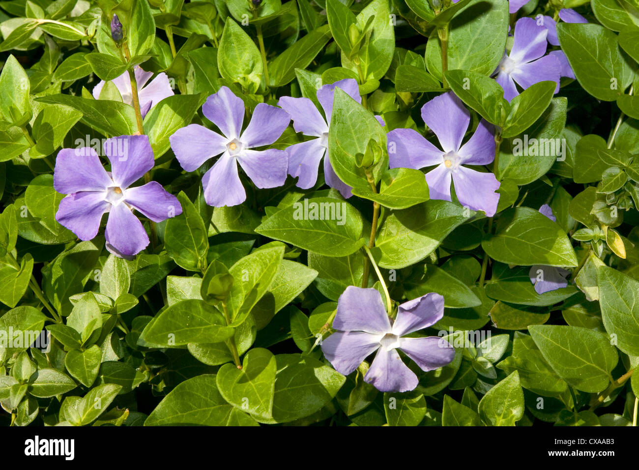 Blue periwinkle flowers (Vinca major) in California. Stock Photo