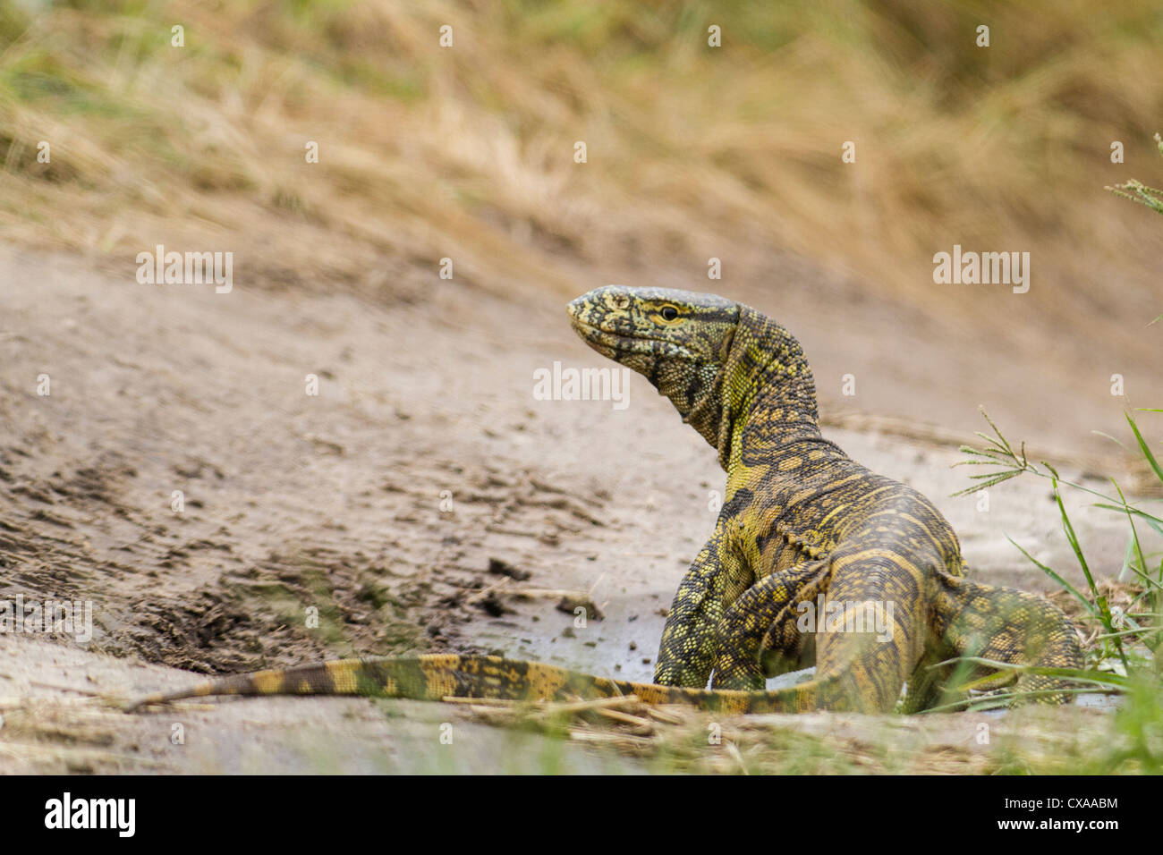 Nile Monitor Lizard, Queen Elizabeth National Park, Uganda Stock Photo