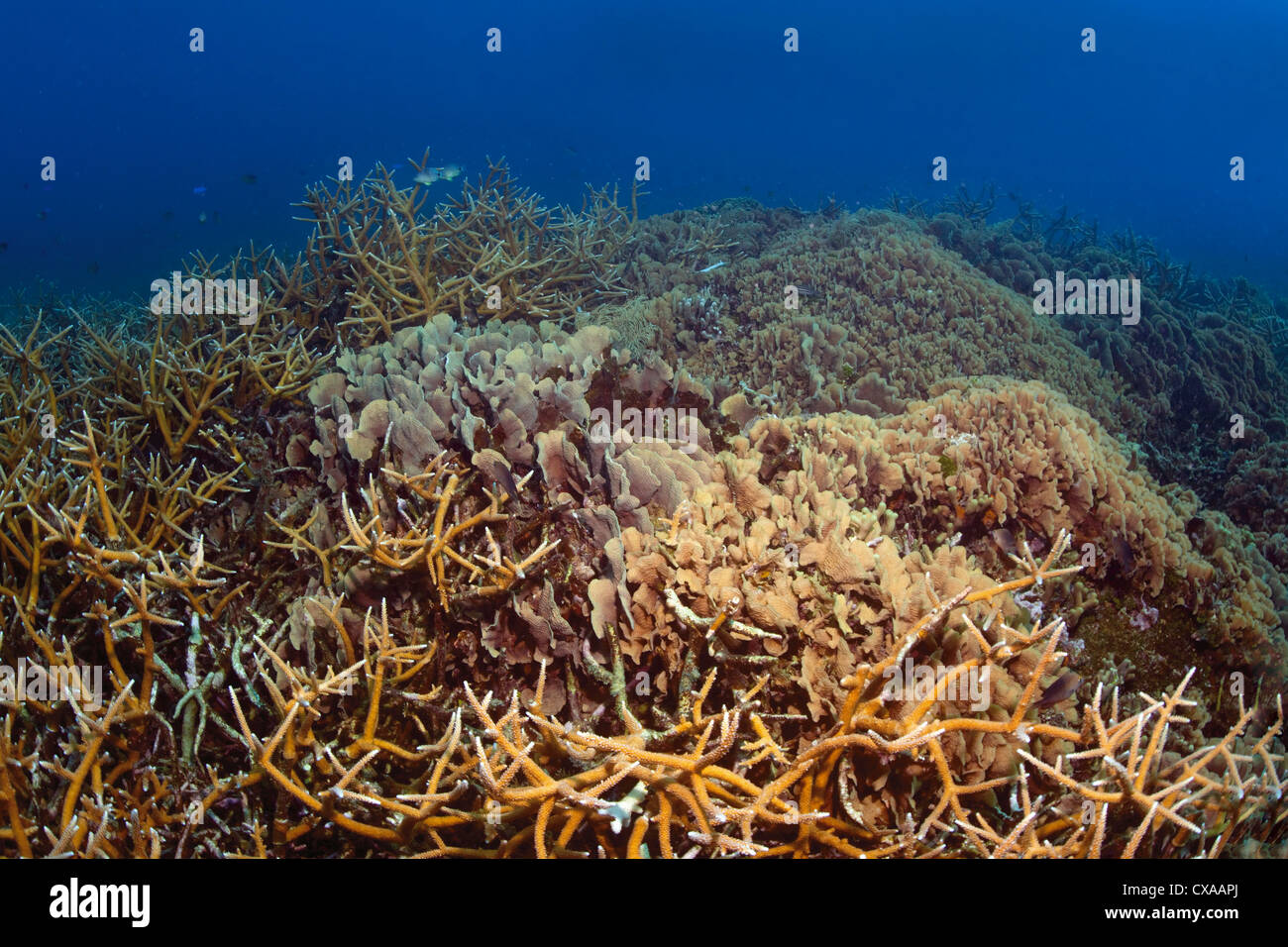 A coral reef at Cordelia Banks at the Swan Islands off the coast of Honduras. Stock Photo