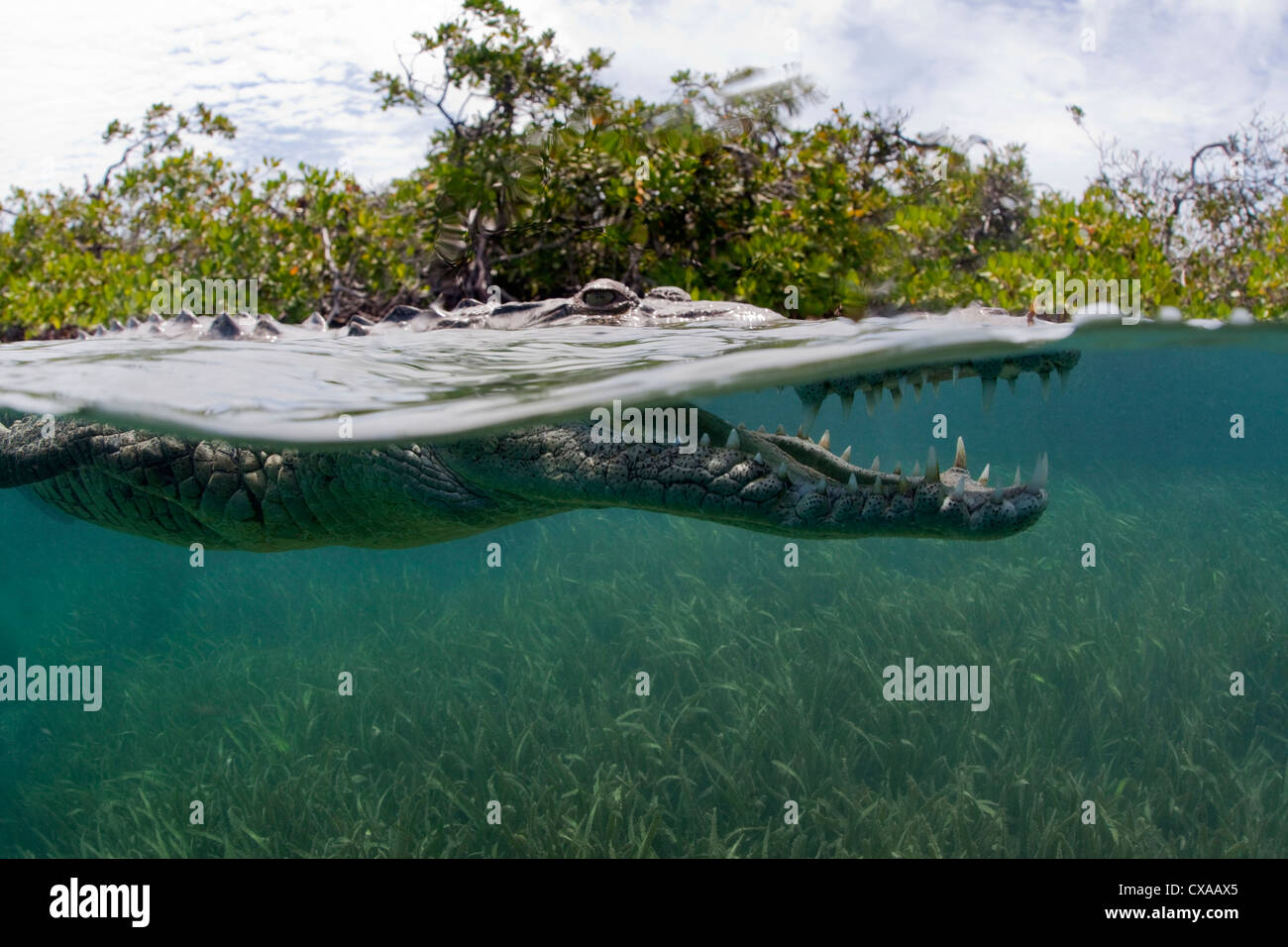 A split-water view of an American Crocodile swimming off the coast of Cuba. Stock Photo