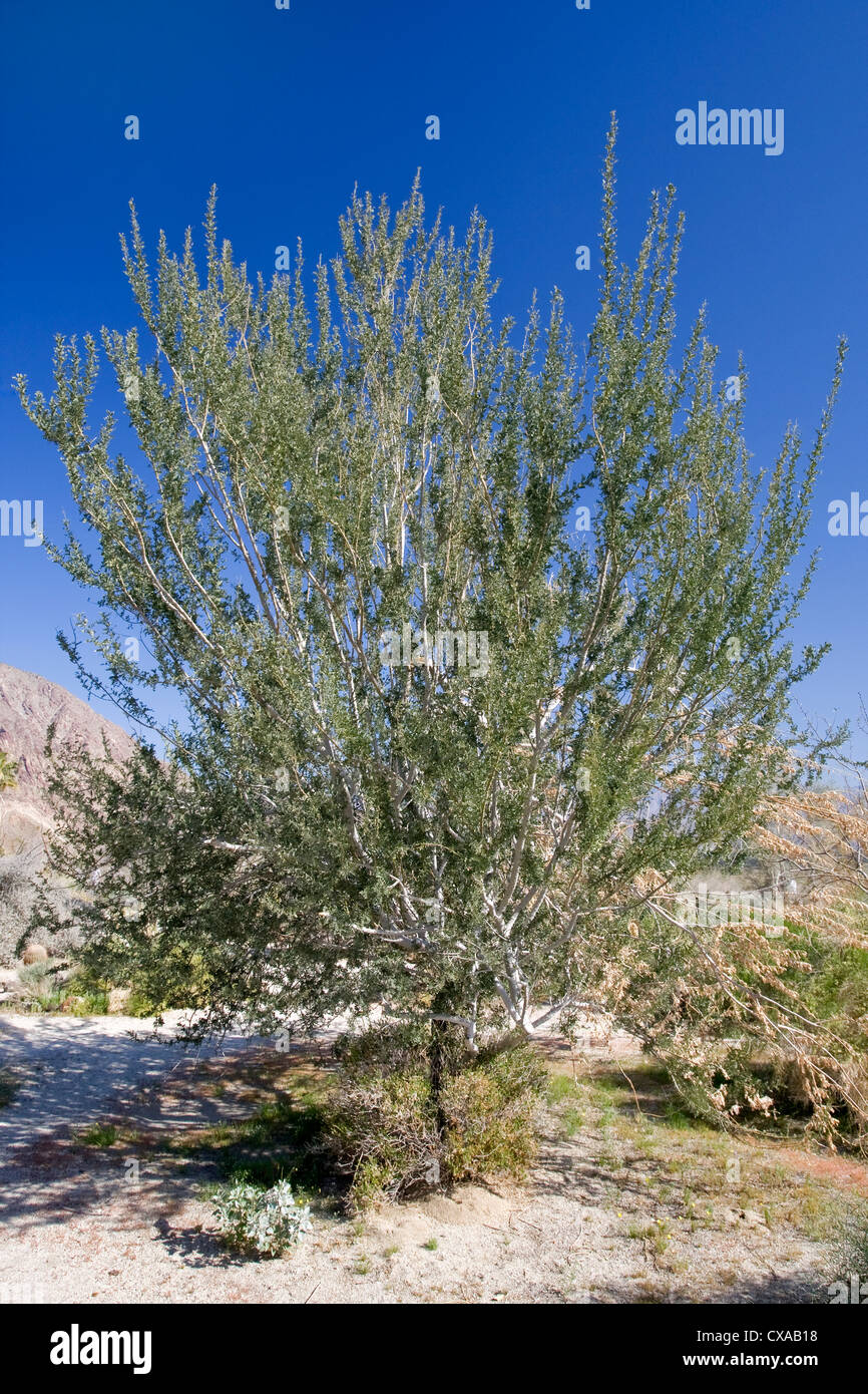 A desert ironwood tree in Anza Borrego Desert State Park, California