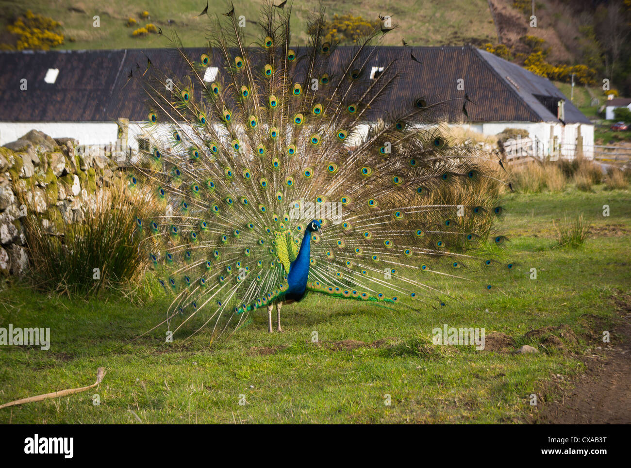 A male peacock displaying it's feathers at Talisker Bay on the Isle of Skye, Scottish Highlands. Stock Photo
