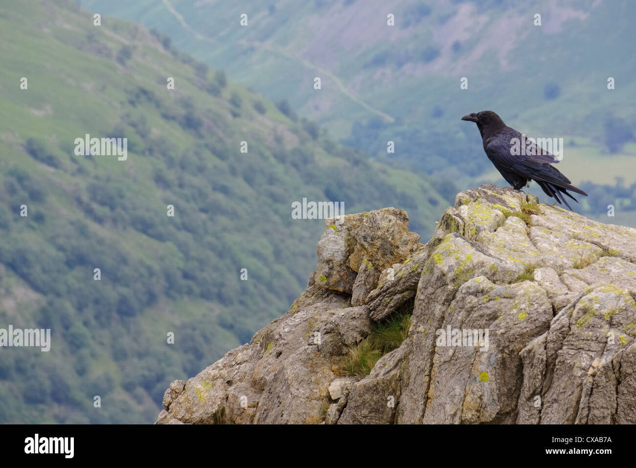 A crow is perched on the edge of a crag looking out over Dovedale Beck in the Lake District, Cumbria. Stock Photo