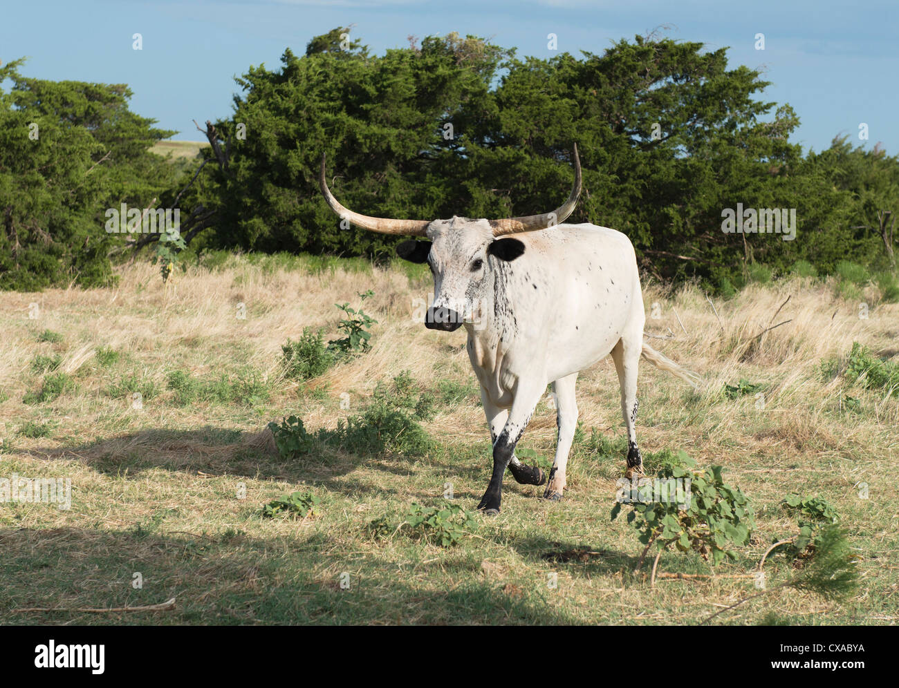 A Texas Longhorn, Bos bos, running in a pasture, Oklahoma, USA. Stock Photo