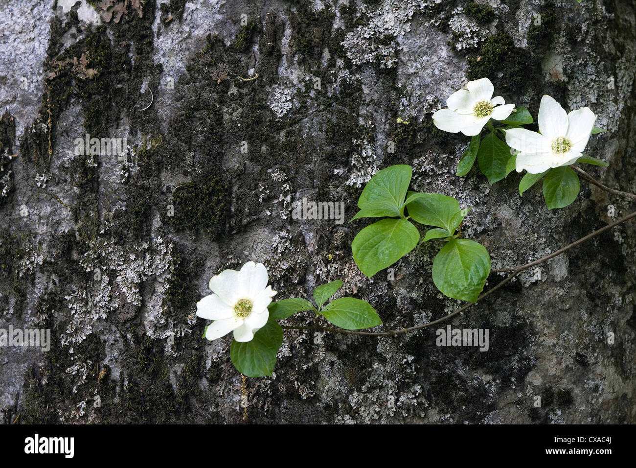 Dogwood tree hi-res stock photography and images - Alamy