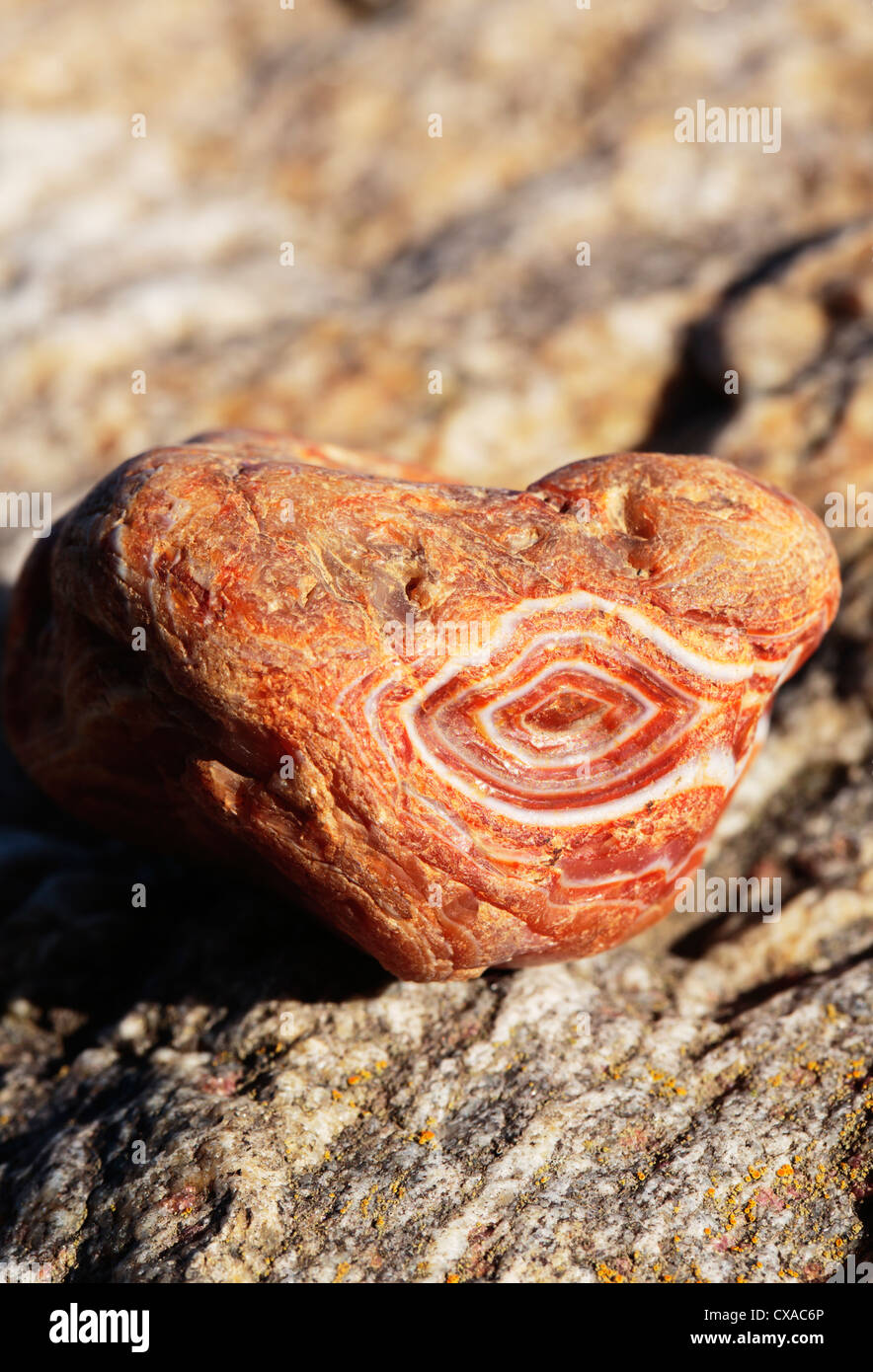 Face of Lake Superior Agate. Collectible red and white specimens like this are referred to as 'candy stripers.' Stock Photo