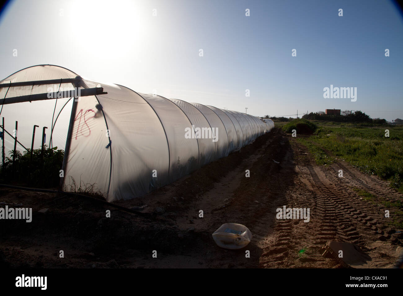 Greenhouse in Israel, in midday summer Stock Photo Alamy