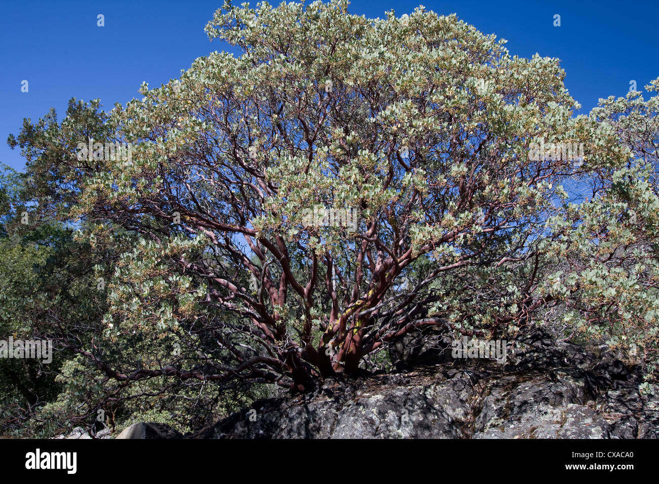 Manzanita tree hires stock photography and images Alamy