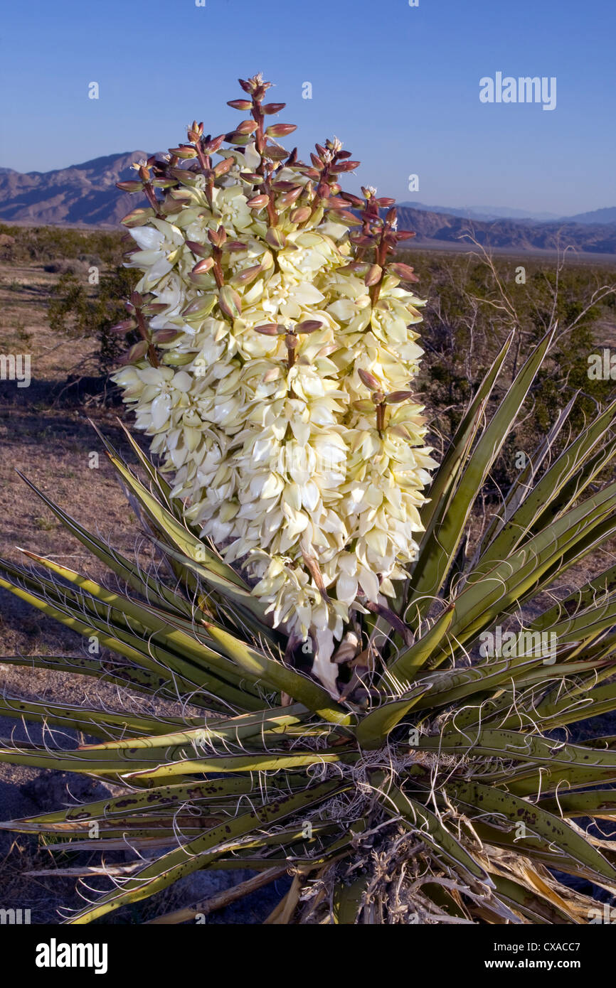 A Mojave Yucca (Yucca schidigera) flowering in the Anza Borrego Desert in California. Stock Photo